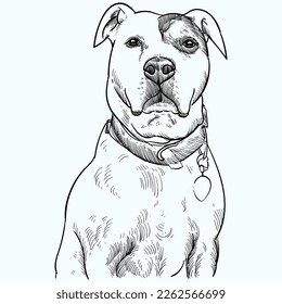 Vintage hand drawn sketch Staffordshire Bull Terrier