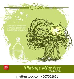 Vintage hand drawn sketch style olive tree with ladder on watercolor grunge background. Sketch style vector organic food illustration.