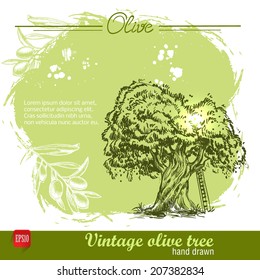 Vintage hand drawn sketch style olive tree with ladder on watercolor grunge background. Sketch style vector organic food illustration.