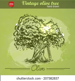 Vintage hand drawn sketch style olive tree with ladder on watercolor grunge background