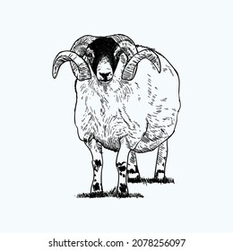 Vintage Hand Drawn Sketch Swaledale Ram