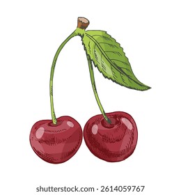 Vintage hand drawn sketch of two ripe red cherries with green leaf. Colorful detailed illustration in engraved style. Perfect for food design, packaging, and summer market themes