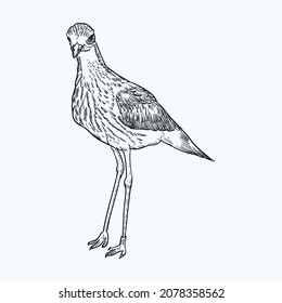 Vintage hand drawn sketch upland sandpiper bird