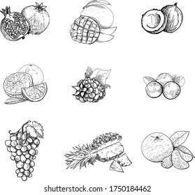 Vintage hand drawn sketch vector illustration. Fresh fruits .Exotic fruits. Line graphics. Vegetarian food. Pomegranate, mango, coconut, grapefruit, blackberry, cranberry, grape, pineapple, mandarin