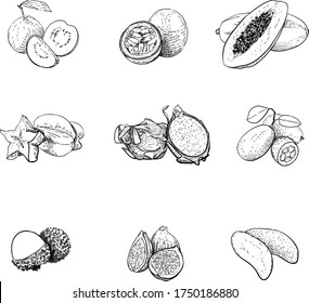 Vintage hand drawn sketch vector illustration. Fresh fruits. Exotic fruits. Line graphics. Vegetarian food. Guava, passion fruit, papaya, carambola, pitahaya, kumquat, lychee, fig, green mango