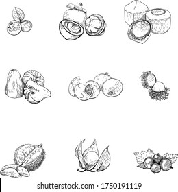Vintage hand drawn sketch vector illustration.Exotic fruits.Vector fruits. Line graphics.Vegetarian food.Blueberries, mangosteen, young coconut, Java apple, longan, rambutan, durian, physalis, currant