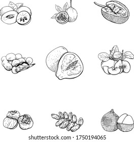 Vintage hand drawn sketch vector illustration. Exotic fruits. Vector fruits. Line graphics. Vegetarian food. Sapodilla, granadilla, jackfruit, tamarind, pomelo, quince, persimmon, dates, herring