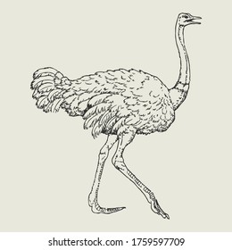Vintage Hand Drawn Sketch of a Wild Ostrich