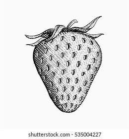 Vintage Hand Drawn Strawberry Illustration