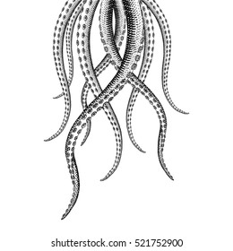 Vintage Hand Drawn Tentacle Illustrations