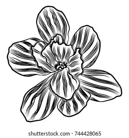Vintage hand drawn traditional Christmas decoration plants. Great for invitation and greeting cards design. Tree hanging decor. Vector.