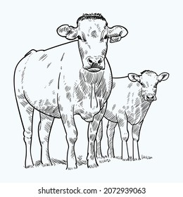 Vintage hand drawn two cattle