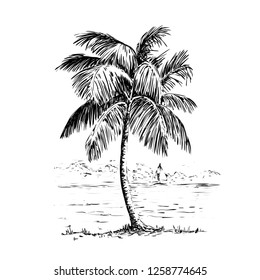 Vintage hand drawn vector illustration with palm tree in engraving style. Sketch of a tree isolated on white for design