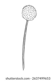 Vintage hand drawn vector illustration of Onion with flowering stalk. Outline drawing of flower of vegetable painted by black inks for culinary designs and kitchen ingredient themes.