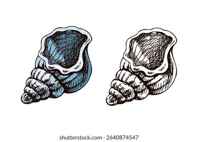 Vintage hand drawn vector illustration of a conch seashell in soft blue tone. Includes both colored and monochrome versions. Great for summer design, packaging, beach-themed projects.