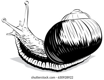 Vintage hand drawn vector illustration snail icon