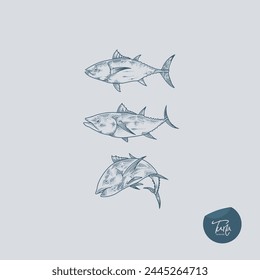 Klassisches handgezeichnetes Vektorgrafik-Poster mit verschiedenen Fischarten.