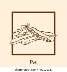 Vintage Hand drawn vegetable pea