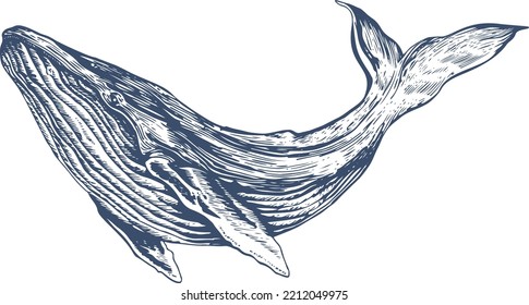 Ilustración de ballenas dibujada a mano vintage