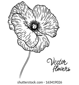 Vintage hand-drawing background with flowers. Vector illustration isolated on white.  