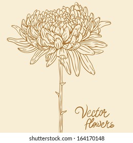 Vintage hand-drawing background with flowers. Vector illustration isolated on beige.  