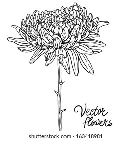 Vintage hand-drawing chrysanthemum. Vector illustration isolated on white.  