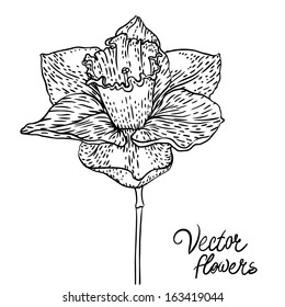 Vintage hand-drawing narcissus. Vector illustration isolated on white.  