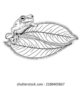 Vintage handdrawn frog rides floating leaves