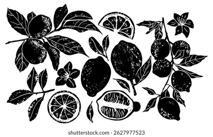 Vintage hand-drawn lemon set in black and white. Elegant botanical illustration of lemon branch with fruits, flowers, leaves. Black and white textured woodcut art with vintage engraving aesthetics.