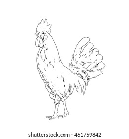  Vintage hand-drawn sketch. Hand drawn rooster