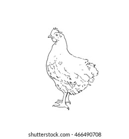  Vintage hand-drawn sketch. Hand drawn chicken.
