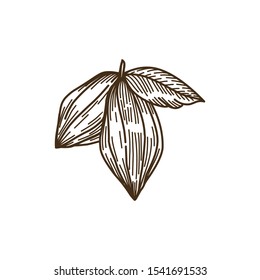 vintage handrawn cacao fruit vector illustration