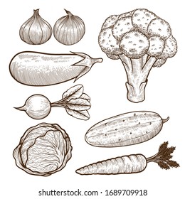 vintage handrawn vector vegetable set, vegetable illustration, vegetable handrawn