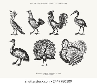 Vintage Heraldry Bird Illustrations of a Rooster, Peacock, Turkey and More