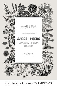 Vintage herb card or invitation. Aromatic plants botanical design. Herbal tea ingredients. Hand-drawn garden herbs for cosmetics, perfumery, and herbal medicine. Floral wreath template. Meadows banner