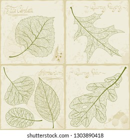 Vintage herbarium. Vector illustration of retro style leaf  skeleton collection.