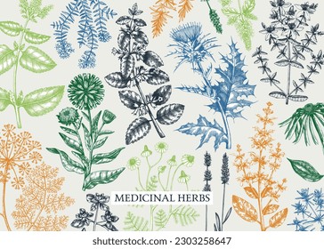 Vintage herbs background in color. Aromatic plants, medicinal flowers, perfume and cosmetic products, herbal tea ingredients in sketch style. Vector banner design, print, label