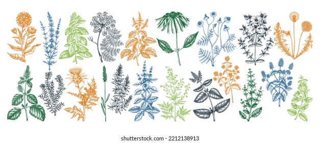 Vintage herbs illustrations. Aromatic plants collection in sketched style. Botanical design elements. Herbal tea ingredients. Hand drawn medicinal herbs for cosmetics, herbal medicine, perfumery.