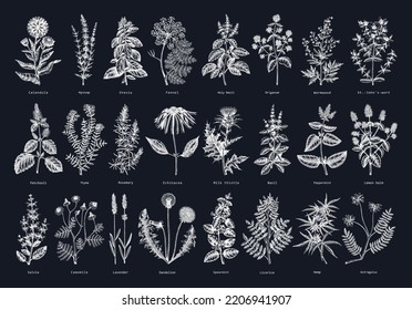 Vintage herbs illustrations on chalkboard. Aromatic plant sketches collection. Botanical design elements. Herbal tea ingredients. Hand-drawn medicinal herbs for banners, stickers, labels, packaging