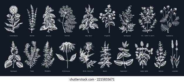 Ilustraciones de hierbas antiguas en pizarra. Colección de bocetos de plantas aromáticas. Elementos de diseño botánico. Ingredientes de té de hierbas. Hierbas medicinales extraídas a mano para cosméticos, medicinas a base de plantas, perfumería