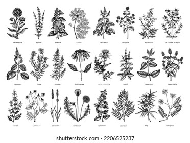 Vintage herbs illustrations. Sketched aromatic plants collection. Botanical design elements. Herbal tea ingredients. Hand drawn medicinal herbs for banners, stickers, label, packaging. Floral outlies