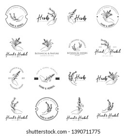 Vintage herbs logo in black and white. Herbs held by hand logo template. Botanical in hand logo template