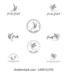 Vintage herbs logo in black and white. Herbs held by hand logo template. Botanical in hand logo template