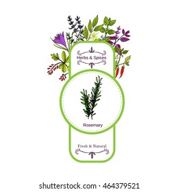 Vintage herbs and spices label collection. Rosemary hand drawn vector illustration