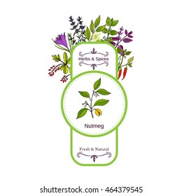 Vintage herbs and spices label collection. Nutmeg hand drawn vector illustration