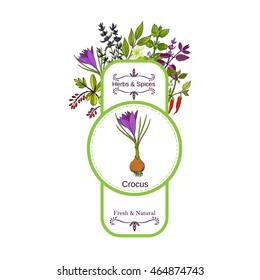 Vintage herbs and spices label collection. Crocus hand drawn vector illustration
