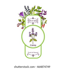 Vintage herbs and spices label collection. Catnip hand drawn vector illustration