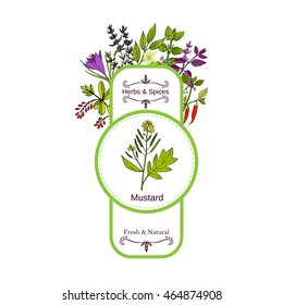 Vintage herbs and spices label collection. Mustard hand drawn vector illustration