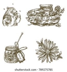 Vintage honey set. Bear eatting honey, basket with honey, open pot with honey, flower with bees. Engraving style. Vector illustration.