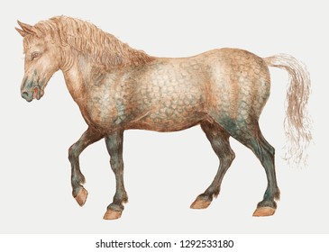 Vintage horse illustration in vector